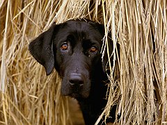 Hiding in the Hay